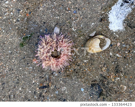 Coastal underwater scene showcasing anemones and mollusk shells 133364423