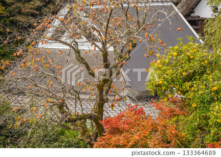 Autumn image: Autumn foliage scenery in Sagano, Kyoto 133364689