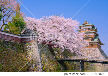 【諏訪高島城】櫻花盛開,城堡天守閣【諏訪市】 【諏訪高島城】櫻花盛開,城堡天守閣【諏訪市】 133364696