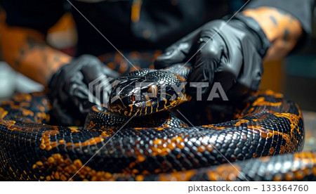 Woman in fashion dress holding a beautiful python constrictor snake in her hand 133364760