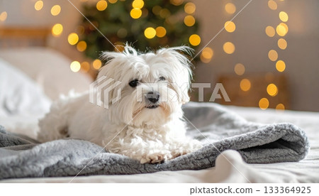 Adorable white Maltese or Bichon terrier puppy sitting on the floor or bed, a cute, fluffy domestic canine pet 133364925
