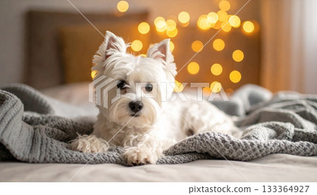 Adorable white Maltese or Bichon terrier puppy sitting on the floor or bed, a cute, fluffy domestic canine pet 133364927