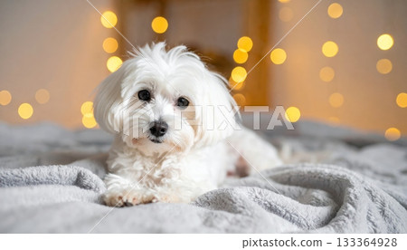Adorable white Maltese or Bichon terrier puppy sitting on the floor or bed, a cute, fluffy domestic canine pet 133364928