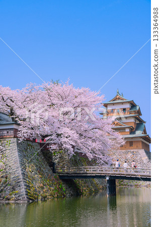 [Suwa Takashima Castle] Cherry blossoms in full bloom and the castle tower [Suwa City] 133364988