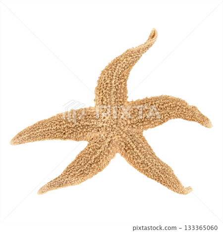 starfish isolated on white background starfish isolated on white background 133365060