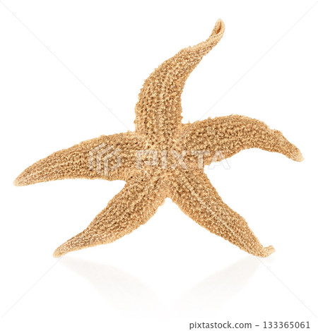 starfish isolated on white background starfish isolated on white background 133365061