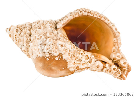 sea shell isolated on white background sea shell isolated on white background 133365062