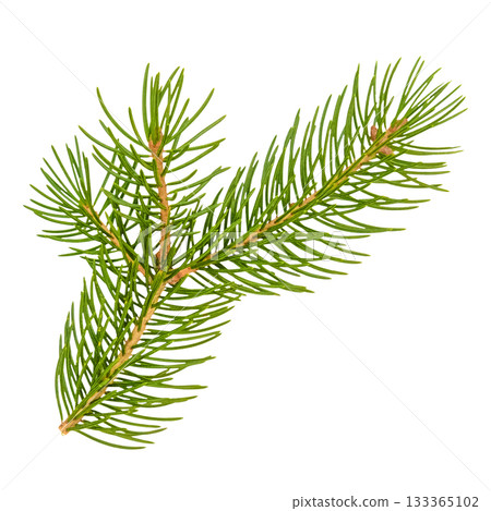 spruce branch isolated on white background spruce branch isolated on white background 133365102