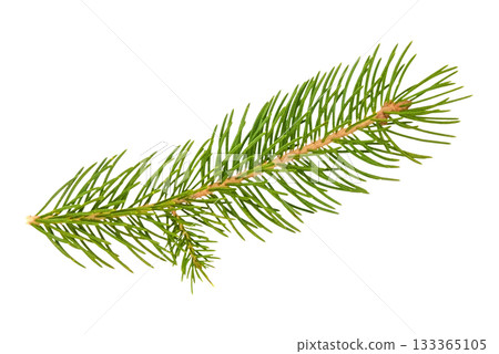 spruce branch isolated on white background 133365105