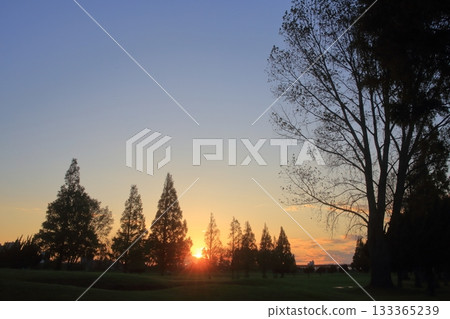 Sunset and tree silhouettes Sunset and tree silhouettes 133365239