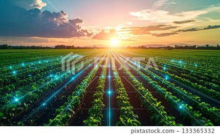 An agricultural landscape in summer with rows of corn and a vineyard beneath a blue sky An agricultural landscape in summer with rows of corn and a vineyard beneath a blue sky 133365332