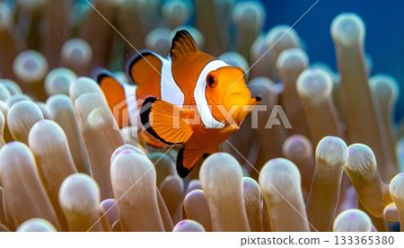 Colorful tropical clownfish swim underwater near an orange sea anemone and coral reef in a marine aquarium 133365380