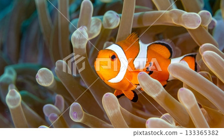 Colorful tropical clownfish swim underwater near an orange sea anemone and coral reef in a marine aquarium 133365382