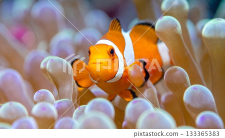 Colorful tropical clownfish swim underwater near an orange sea anemone and coral reef in a marine aquarium Colorful tropical clownfish swim underwater near an orange sea anemone and coral reef in a marine aquarium 133365383