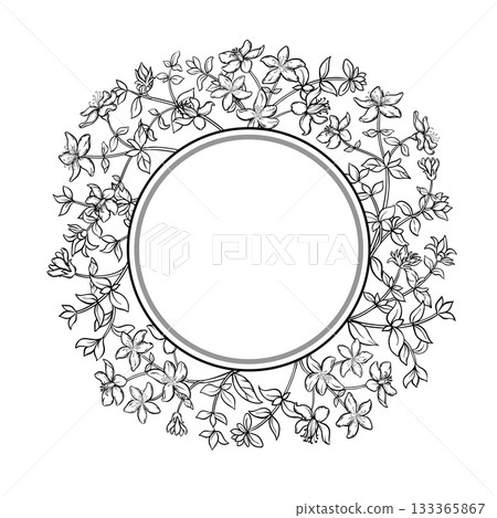 Tutsan Plant Outline Round Frame. 133365867