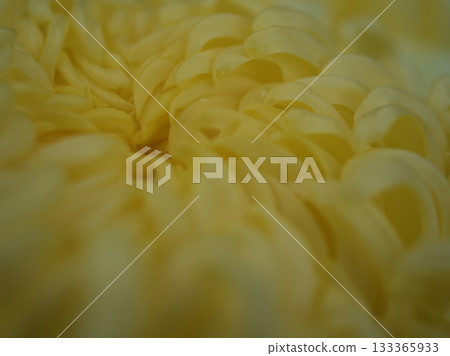 Ornamental chrysanthemum flowers blooming beautifully in November Ornamental chrysanthemum flowers blooming beautifully in November 133365933