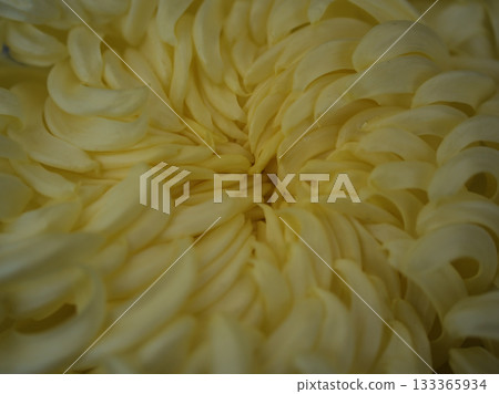 Ornamental chrysanthemum flowers blooming beautifully in November Ornamental chrysanthemum flowers blooming beautifully in November 133365934