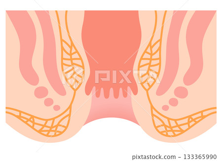 肛門的結構:直腸和肛門的橫切面 肛門的結構:直腸和肛門的橫切面 133365990