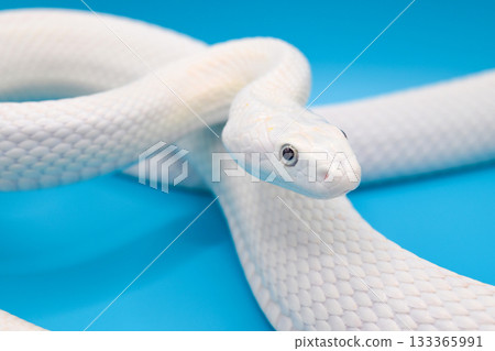 德州鼠蛇（白化型） 133365991