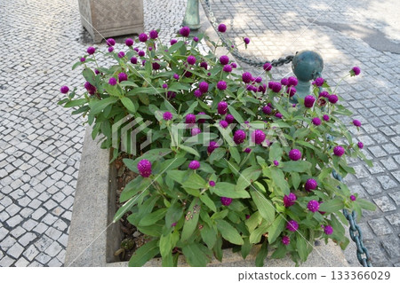 路邊種植的紫色百日草 路邊種植的紫色百日草 133366029