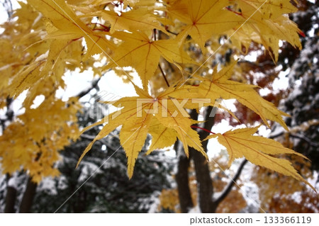 Maple dyed yellow Maple dyed yellow 133366119