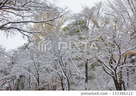 Snow-dressed trees 133366122