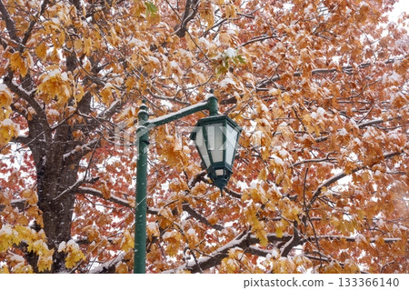 Snow-covered autumn leaves and streetlights Snow-covered autumn leaves and streetlights 133366140