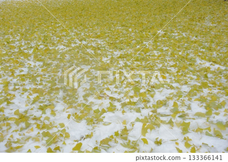 Ginkgo trees spreading across the ground Ginkgo trees spreading across the ground 133366141