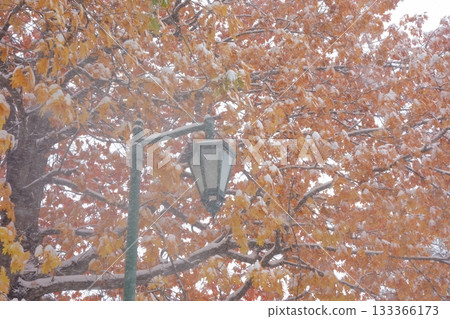 覆蓋著積雪的秋葉和路燈 133366173