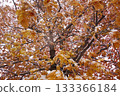 Snow-covered autumn leaves 133366184