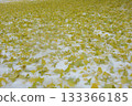 Ginkgo trees spreading across the snow 133366185