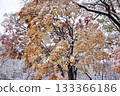 Snow-covered autumn leaves 133366186
