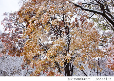 Snow-covered autumn leaves 133366186