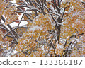 Snow-covered autumn leaves 133366187