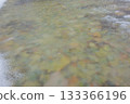 Yellow leaves covered in ice 133366196