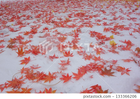 秋葉鋪滿雪地 133366206