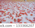 Autumn leaves spreading over the snow 133366207