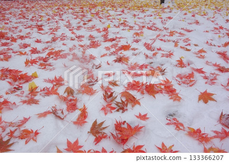 秋葉鋪滿雪地 133366207