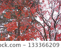 Snow-covered autumn leaves 133366209