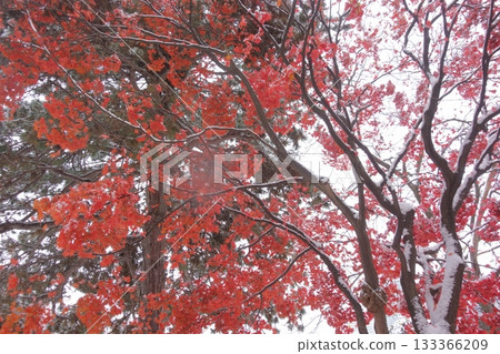 Snow-covered autumn leaves 133366209