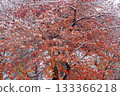 Snow-covered autumn leaves 133366218