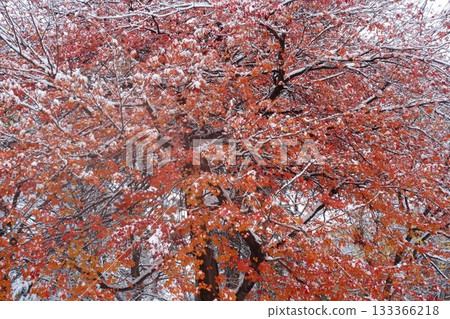 Snow-covered autumn leaves Snow-covered autumn leaves 133366218
