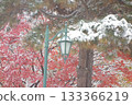 Snow-covered autumn leaves and streetlights 133366219