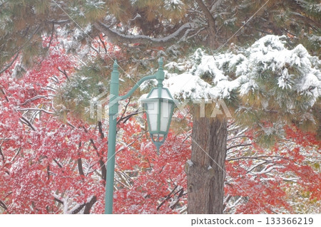 Snow-covered autumn leaves and streetlights Snow-covered autumn leaves and streetlights 133366219
