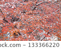 Snow-covered autumn leaves 133366220