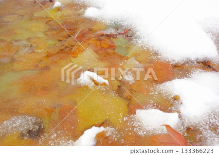 Autumn leaves covered in ice Autumn leaves covered in ice 133366223
