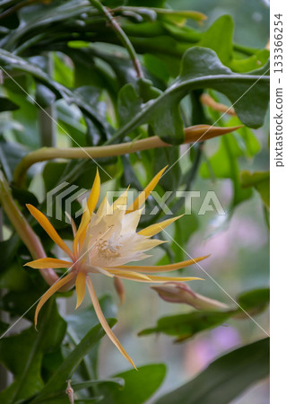 Blooming white cactus flower 133366254