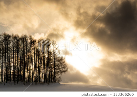 冬天的美瑛町黃昏山丘上的鬆鬆森林 133366260