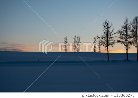 冬天黃昏站在山上的落葉松 冬天黃昏站在山上的落葉松 133366275