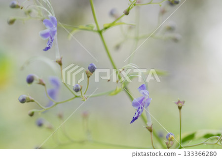 漂亮的紫色花 Kariganeso 漂亮的紫色花 Kariganeso 133366280